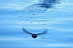 水面から飛び立つ雁