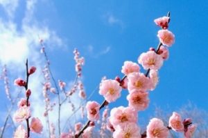ピンク色の梅の花と青空