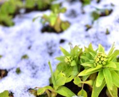 雪解けの中のふきのとう