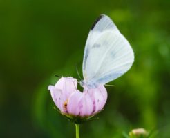 花にとまった蝶