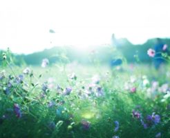 風に揺れる草花