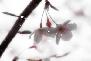 雪と白い桜の花