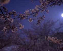 月と夜桜