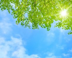 新緑と日の光と青空