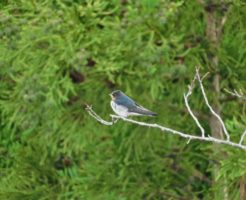 木の枝にとまった燕