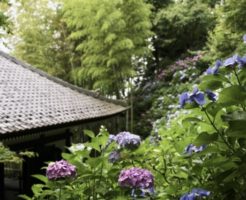 紫陽花に囲まれたお寺