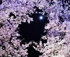 美しい夜桜