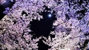 美しい夜桜