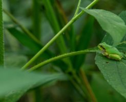草の葉に佇む蛙