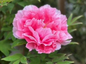ピンク色の牡丹の花