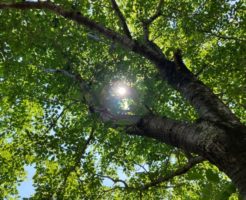 青々と茂った葉の間から射し込む日の光