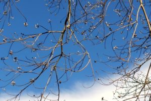 枯枝と初冬の青空