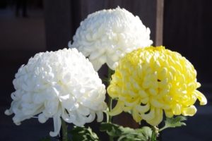 白と黄色の菊の花