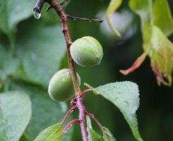 雨に濡れた青梅