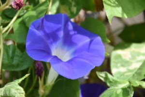 青い朝顔の花