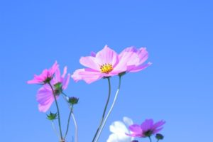 コスモスの花と青空