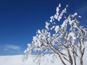樹木の雪と青空