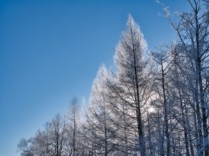 冬の林と青空