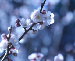 白い梅の花