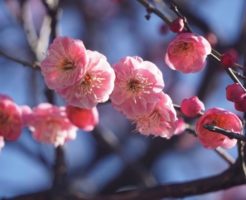 薄桃色の梅の花