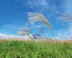 秋風にそよぐ芒の穂
