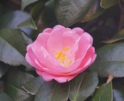 ピンク色の椿の花