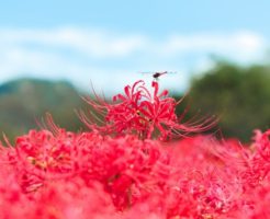 彼岸花に止まった蜻蛉