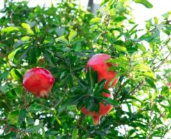 熟した石榴の実