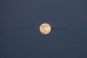 列をつくって飛ぶ雁と月