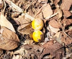 落ち葉の上の銀杏の実