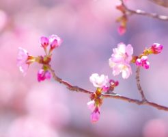 美しく咲いた桜の花