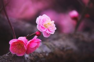 濃淡のピンク色の梅の花