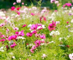 色々な花が咲く野