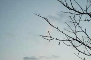 枯れた木の枝と冬空