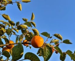 柿の実と秋の青空