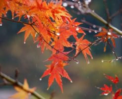秋雨に濡れる紅葉