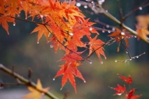 秋雨に濡れる紅葉
