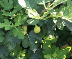 無花果の青い実と葉