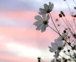 白いコスモスの花