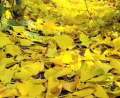 銀杏の落葉