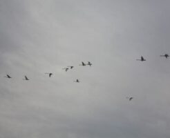 渡り鳥の群