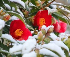 雪の中の赤い寒椿の花