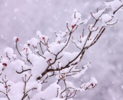 木の枝に降り積もる雪