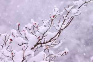 木の枝に降り積もる雪