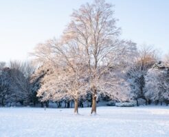 雪景色の中の大木