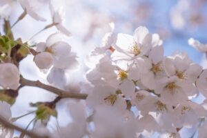 春の日の光を浴びる桜の花
