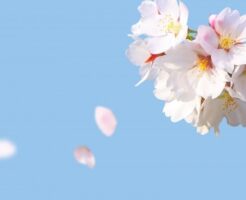 春風に舞う桜の花びら