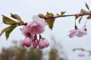 雨に濡れる桜の花