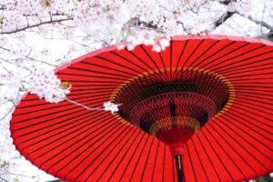 桜の花の中の赤い和傘