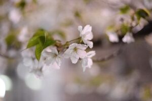 桜の白い花